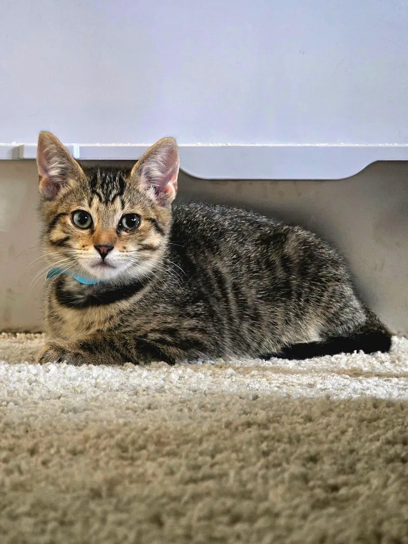 A baby small-sized male Domestic Short Hair cat named David for adoption in Newberg, OR