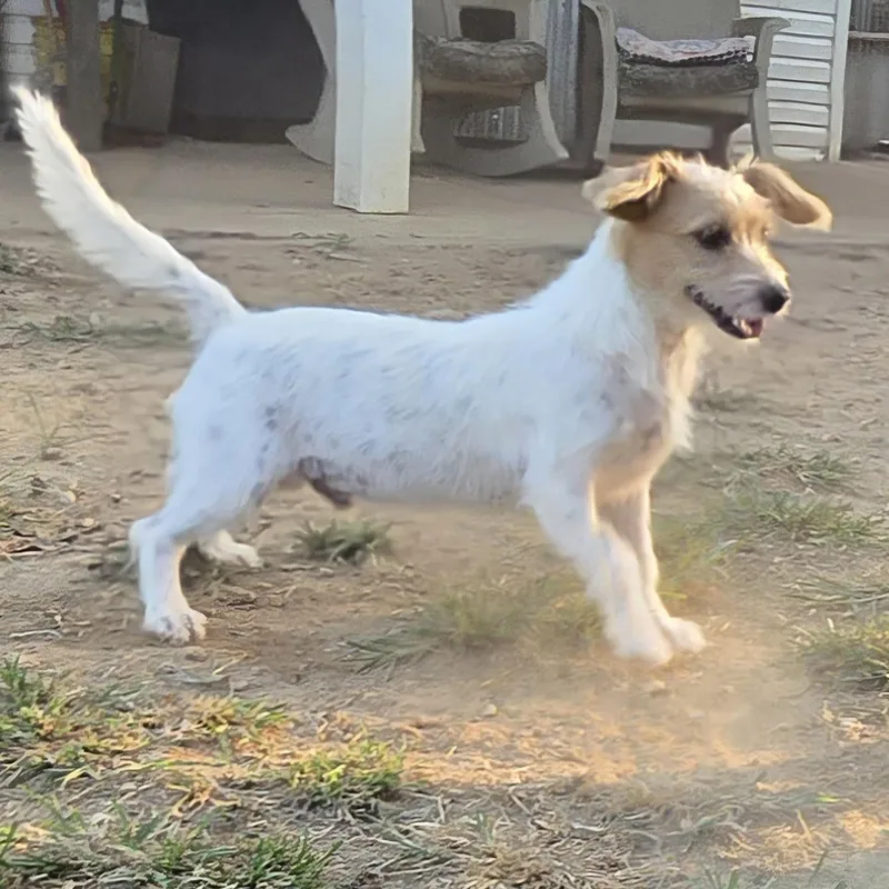 Butters thumbnail 2