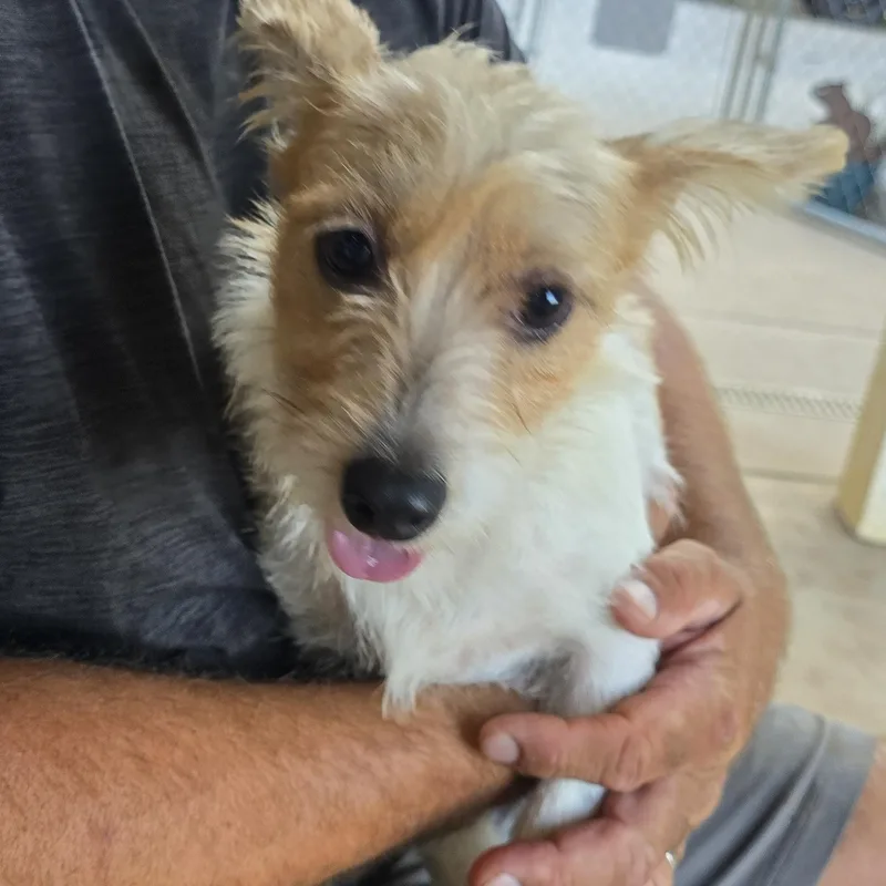 Butters thumbnail 5
