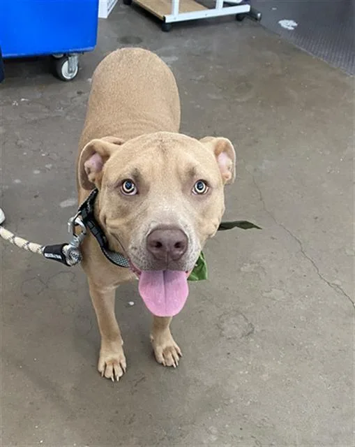 A young large-sized male Mixed Breed dog named Jack for adoption in Dallas, TX