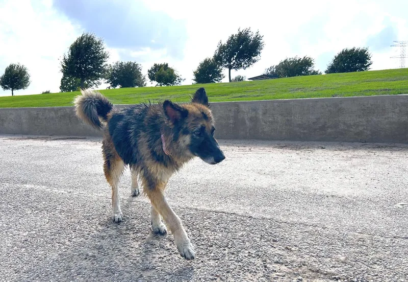 A young medium-sized female German Shepherd Dog dog named Sira Sweet and for adoption in Houston, TX