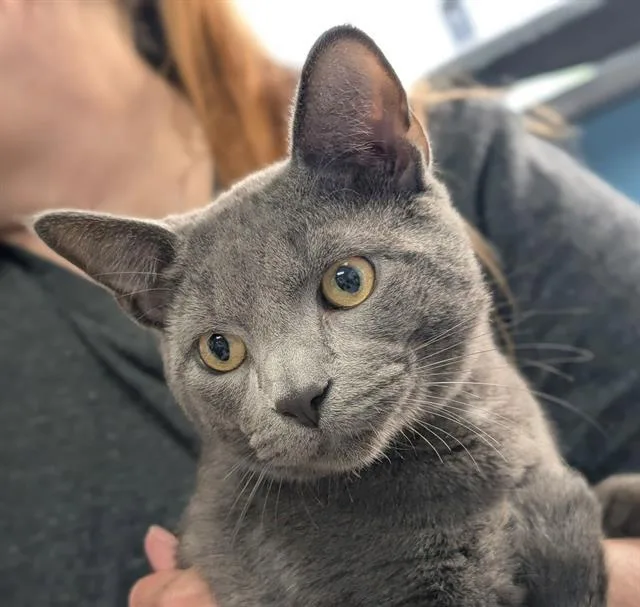 A young medium-sized male Domestic Short Hair cat named Brooks for adoption in Canfield, OH