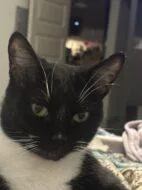 An adult small-sized male Domestic Short Hair cat named Cheech for adoption in West Chester, PA