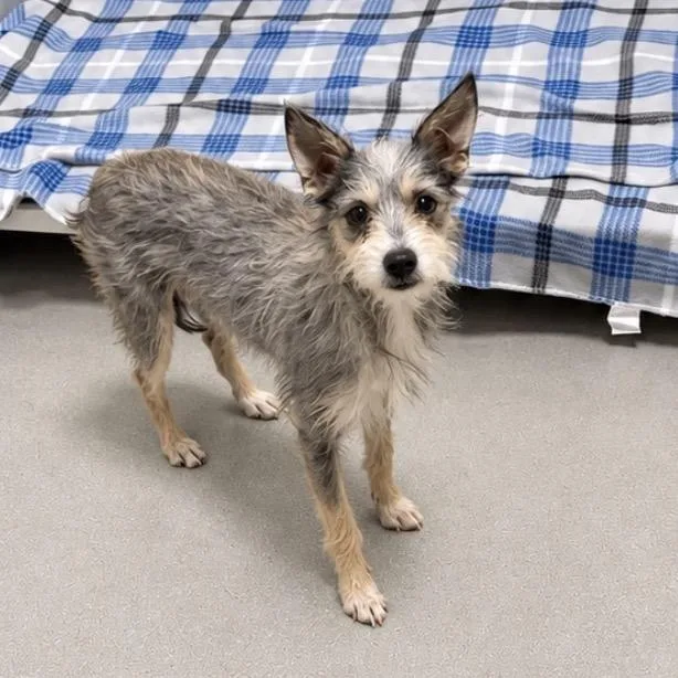 A young small-sized female Gray / Blue / Silver Terrier dog named Wren for adoption in Fredericksburg, TX