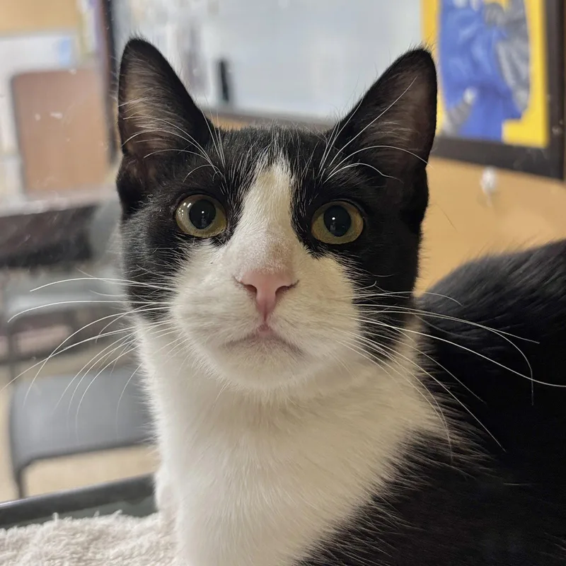 A young medium-sized female Domestic Short Hair cat named Legs for adoption in Sonora, CA