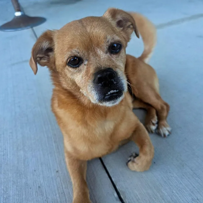 An adult small-sized male Chihuahua dog named Bentley for adoption in Eustis, FL