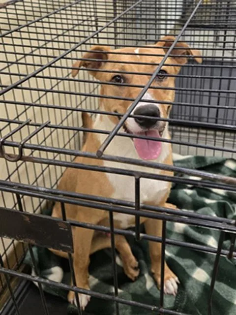 A young large-sized male German Shepherd Dog dog named Phoenix for adoption in Texas City, TX
