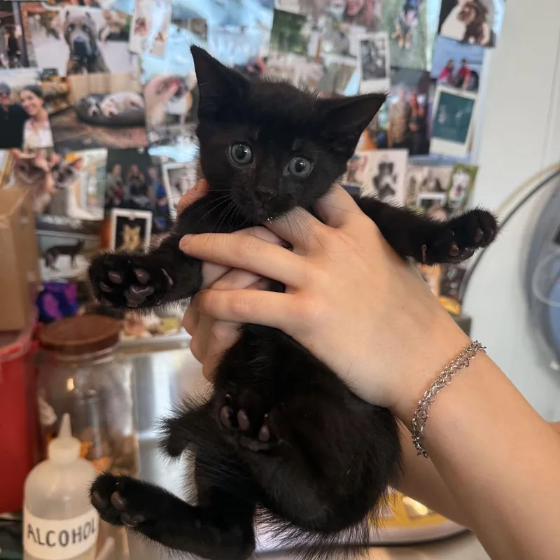 A baby small-sized male Domestic Short Hair cat named Chewie for adoption in Louisville, KY