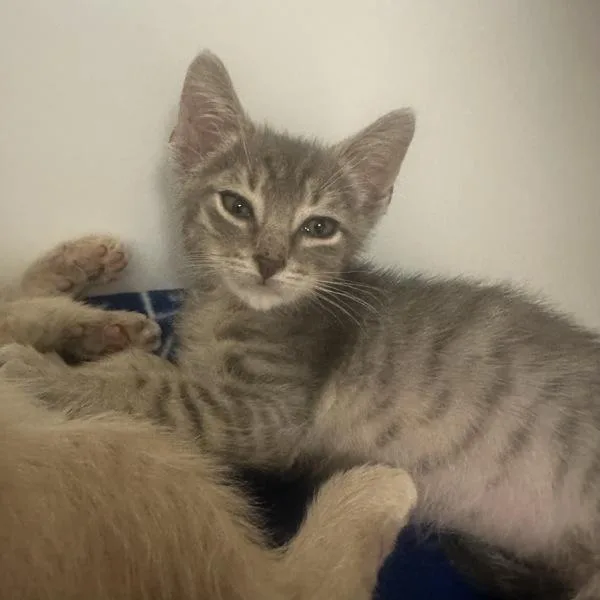 A baby small-sized male Domestic Short Hair cat named Heat Wave for adoption in Walnut Creek, CA