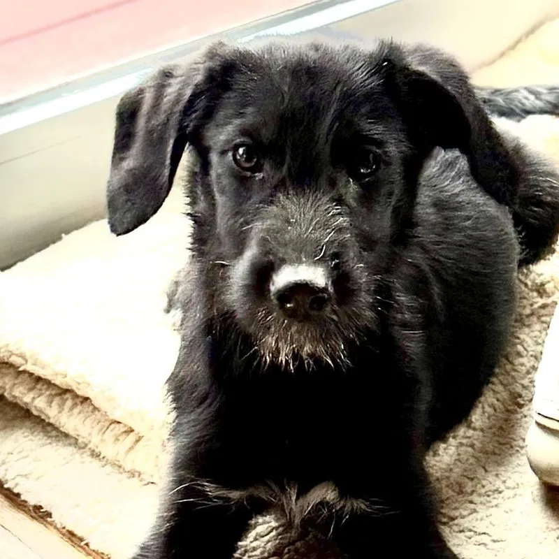 A baby medium-sized male Black Standard Poodle dog named Rylie for adoption in Fort Collins, CO