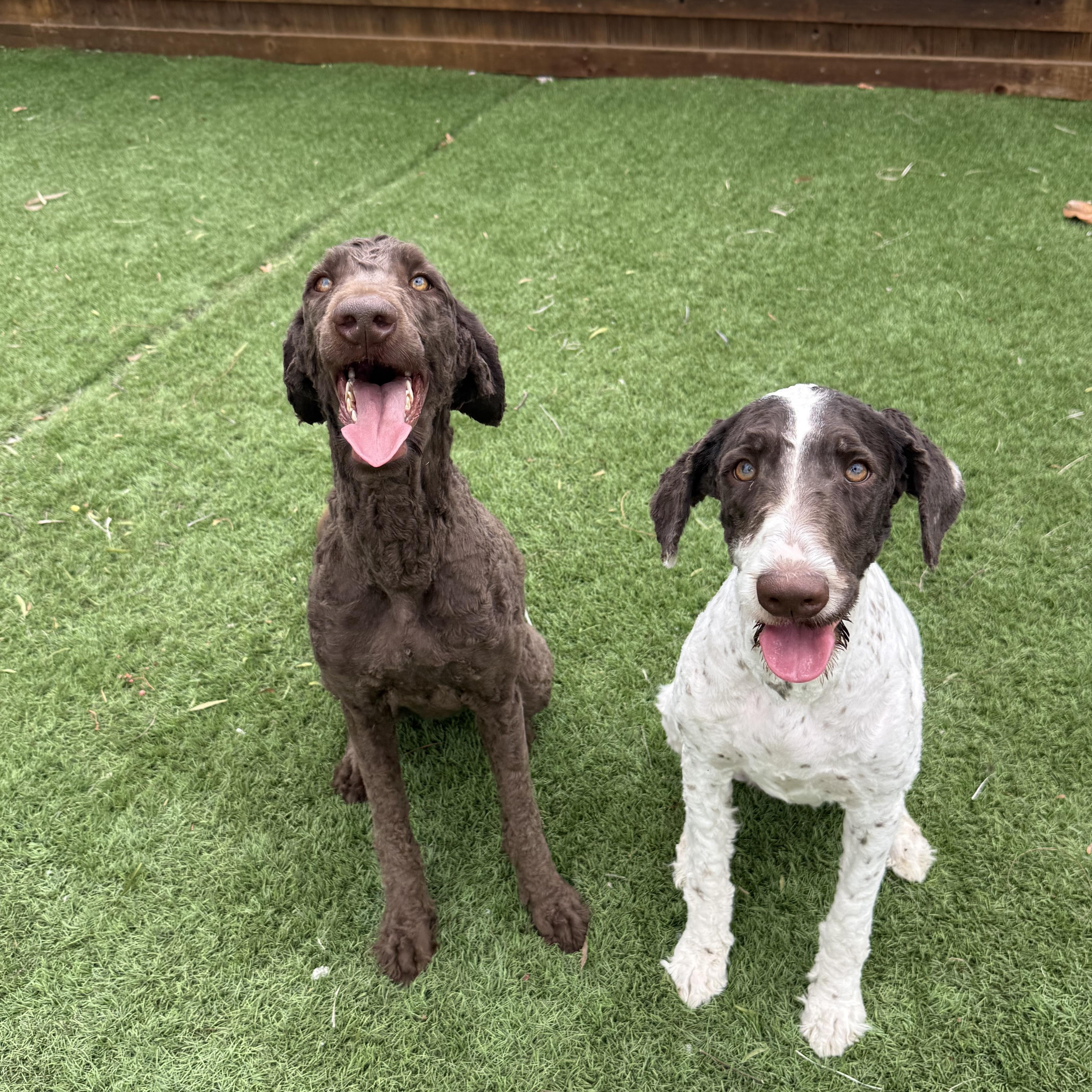 A young medium-sized female White / Cream Labradoodle dog named Raven for adoption in Temecula, CA