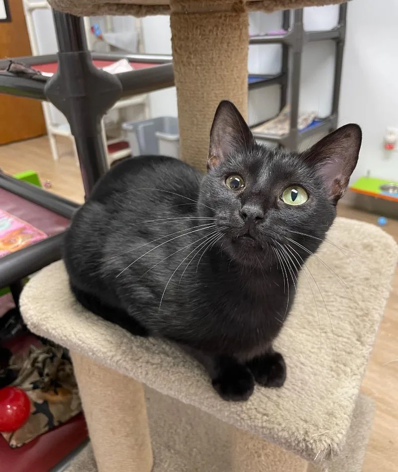 An adult small-sized female Domestic Short Hair cat named Aqua for adoption in Corpus Christi, TX