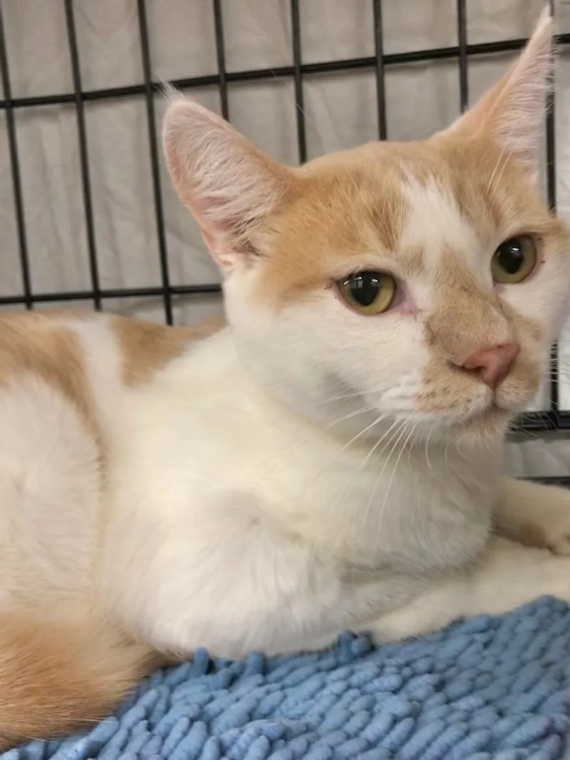 A young medium-sized male American Shorthair cat named Joey for adoption in Vacaville, CA