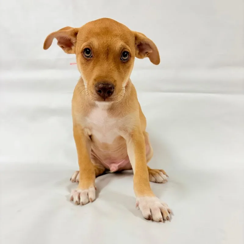 A baby small-sized male Shepherd dog named Buzz for adoption in Parker, CO