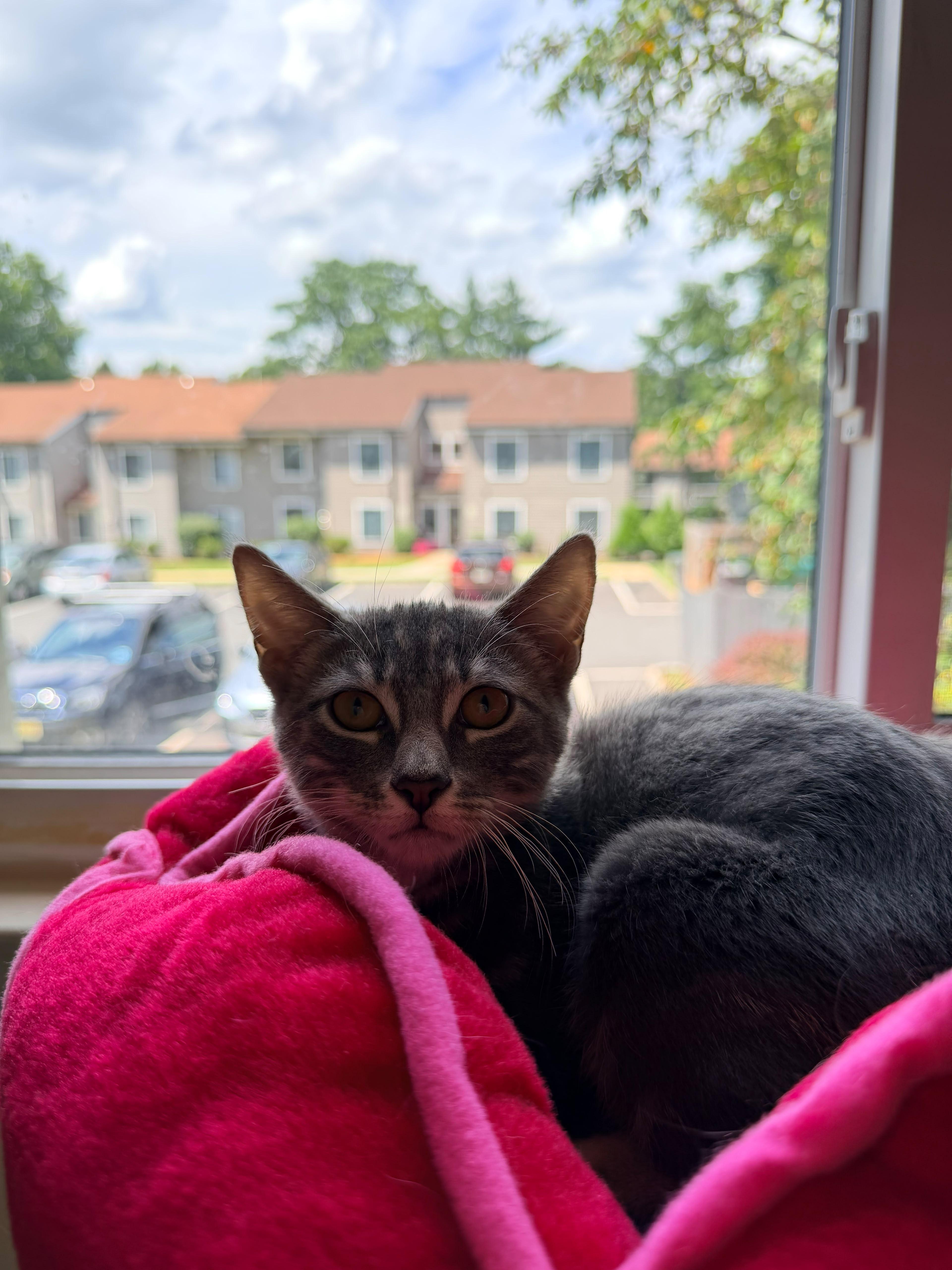 A baby small-sized female Tabby (Gray / Blue / Silver) American Shorthair cat named Chili for adoption in Highland Park, NJ