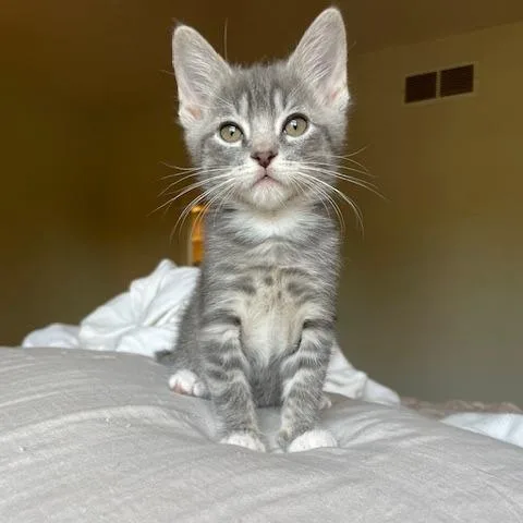 A baby small-sized female Gray / Blue / Silver Domestic Short Hair cat named Knead for adoption in Muncie, IN