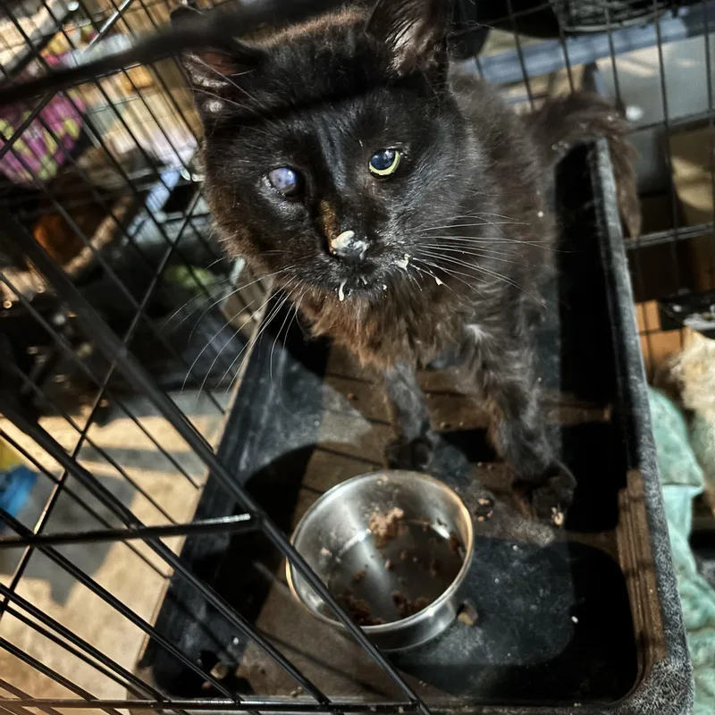 A senior medium-sized male Black Domestic Short Hair cat named Teddy for adoption in Bellmawr, NJ