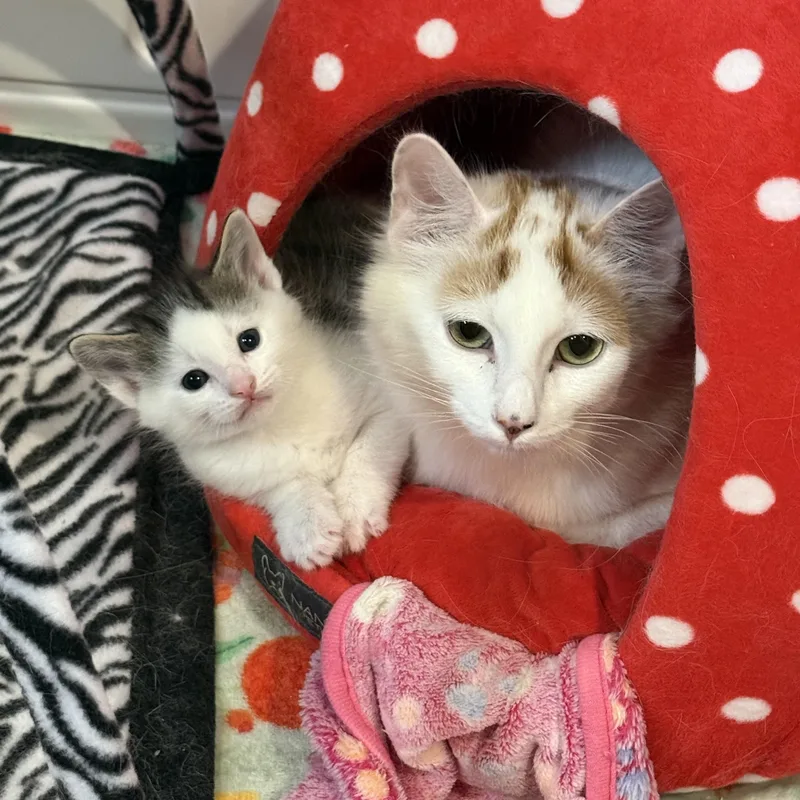 A baby medium-sized male Gray & White Domestic Short Hair cat named Alvin for adoption in Blaine, MN