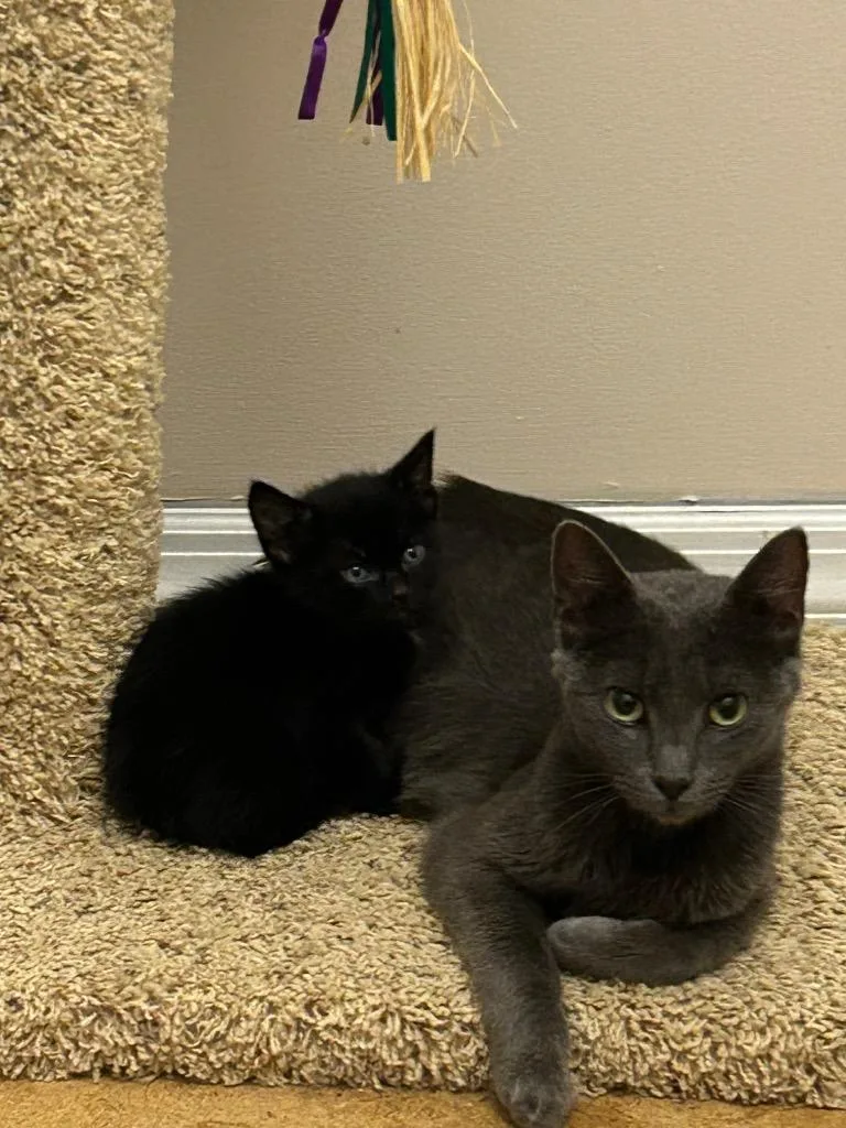 A young medium-sized male Domestic Medium Hair cat named Birdie for adoption in New Kensington, PA