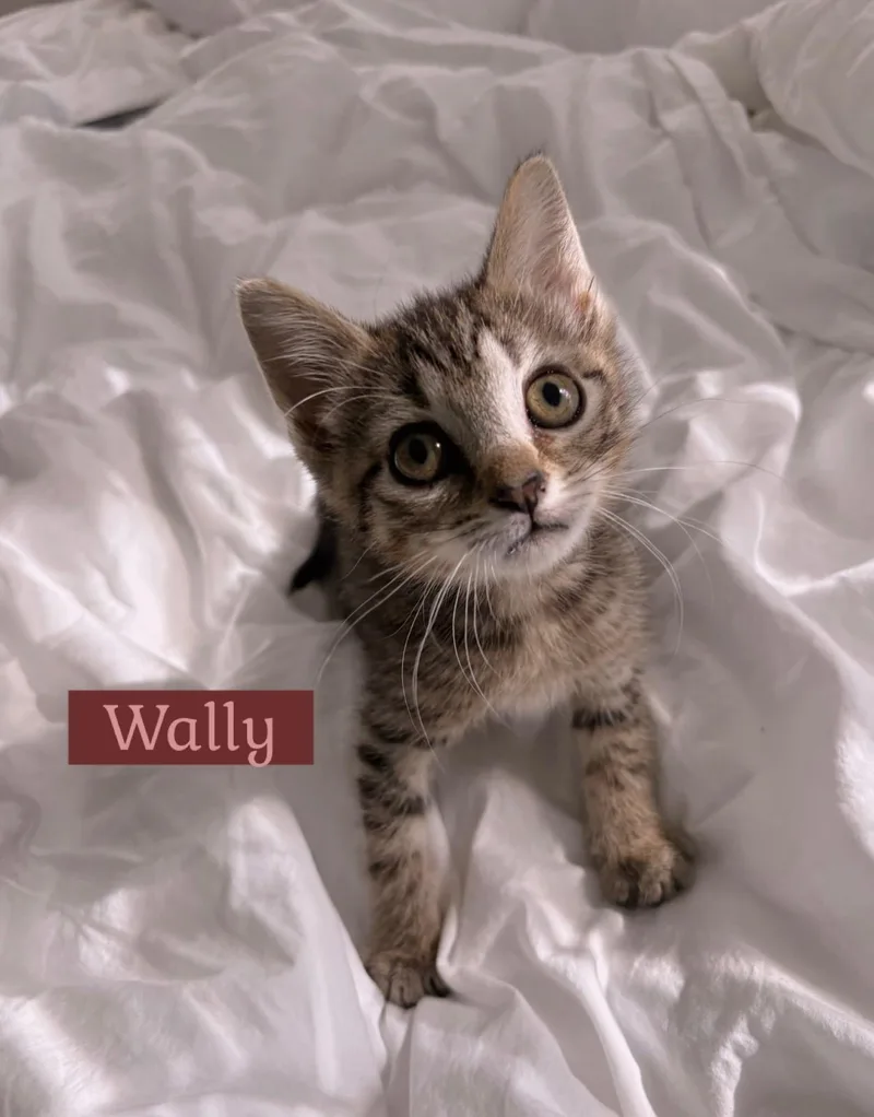 A young medium-sized male American Shorthair cat named Wally for adoption in Mount Pleasant, SC