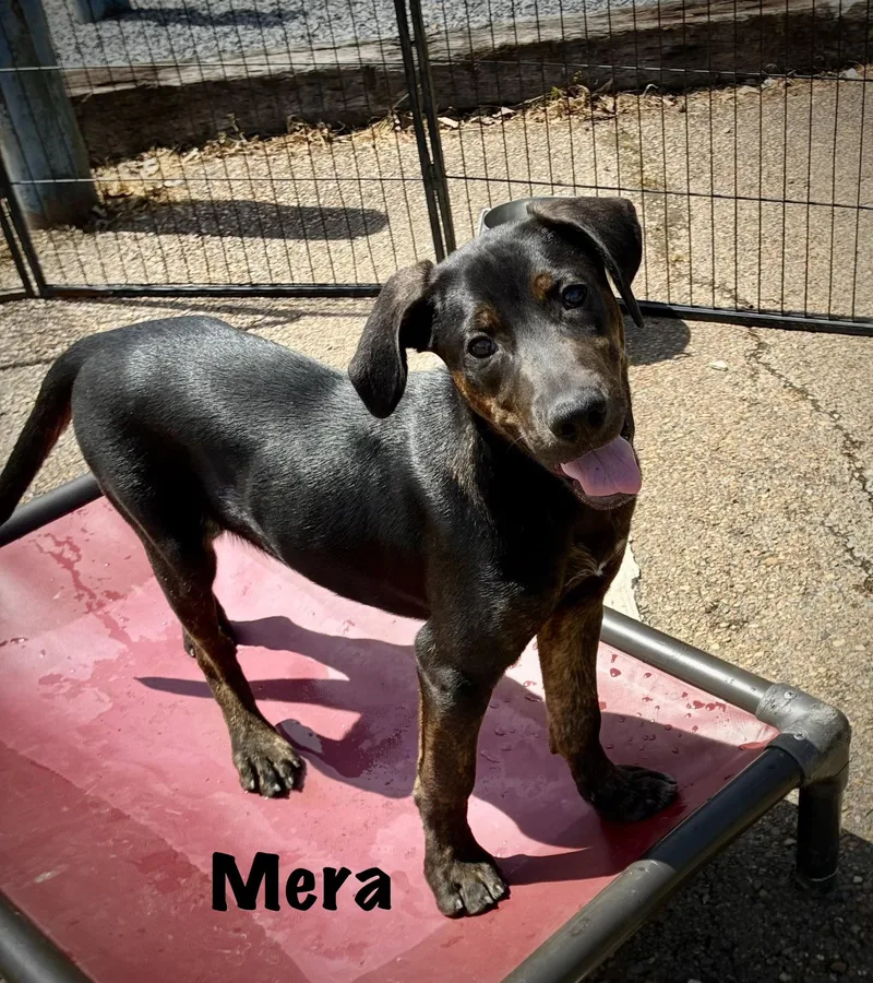 Mera