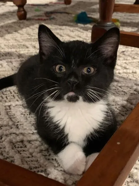 A baby small-sized male Black & White / Tuxedo Domestic Short Hair cat named Fio for adoption in Anoka, MN