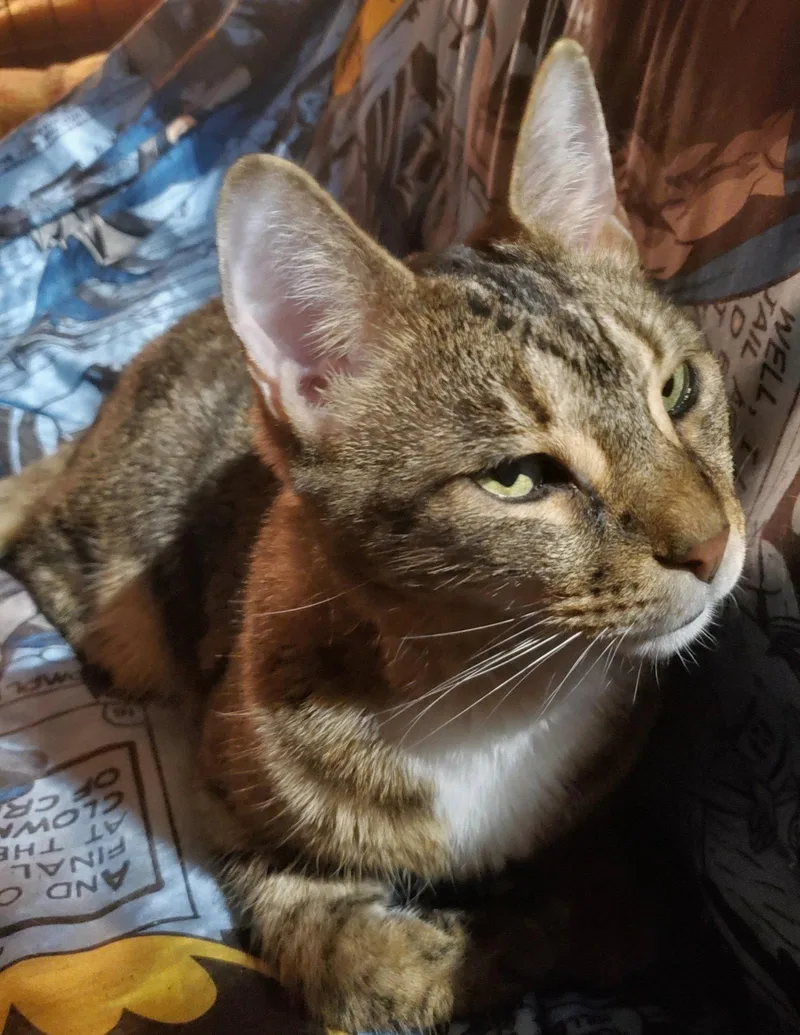 An adult medium-sized male Domestic Short Hair cat named Nemo for adoption in Camden, TN