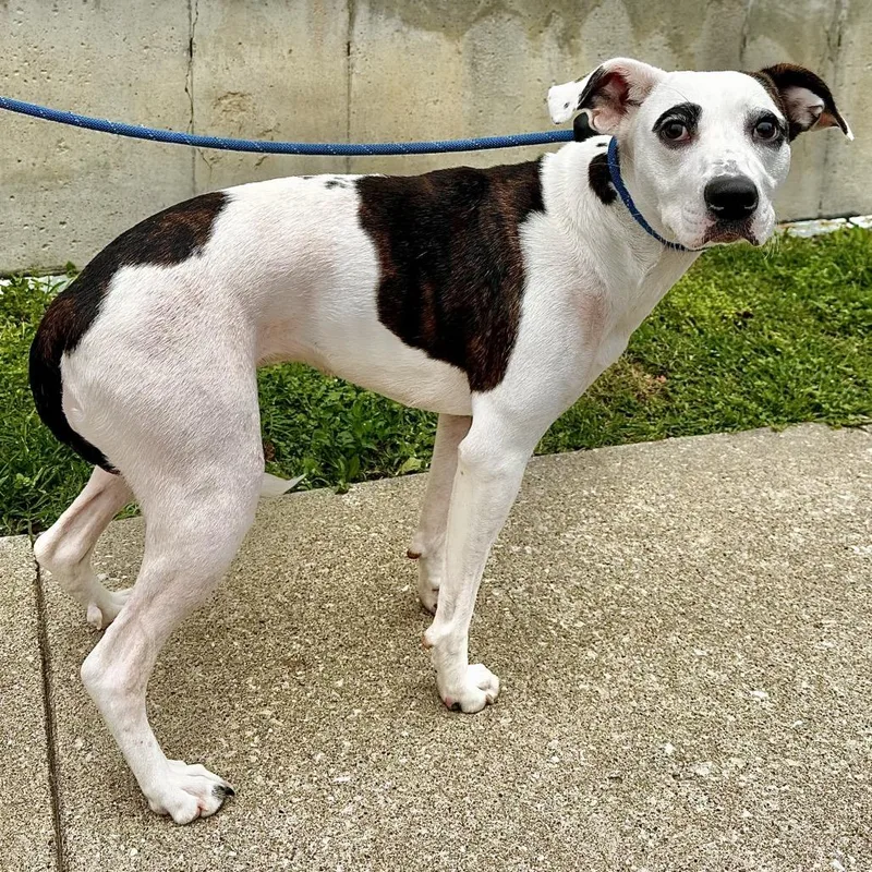 A young medium-sized female Brindle Mixed Breed dog named Ariel for adoption in Warrensburg, MO