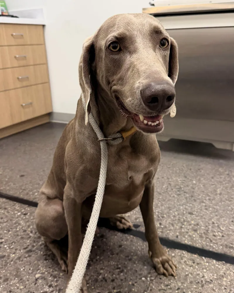 An adult large-sized male Gray / Blue / Silver Weimaraner dog named Hamilton for adoption in Birmingham, AL