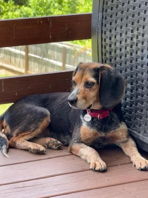 An adult small-sized female Beagle dog named Dollie for adoption in Candler, NC