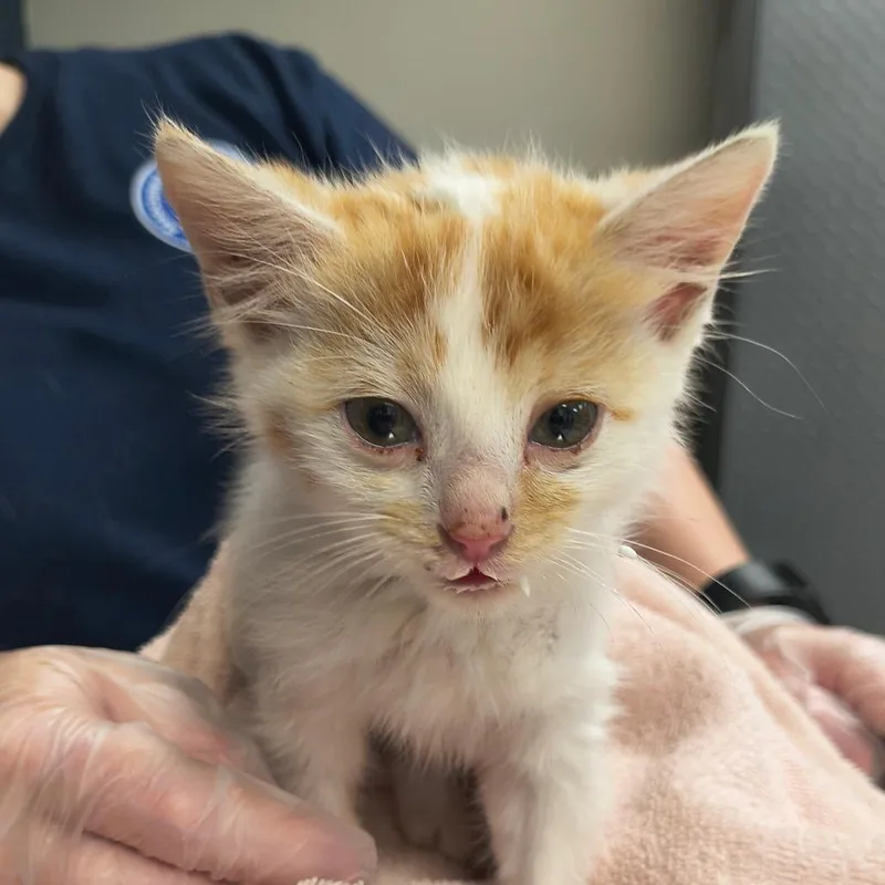 A baby small-sized male Domestic Medium Hair cat named Fredrick for adoption in Newark, NJ