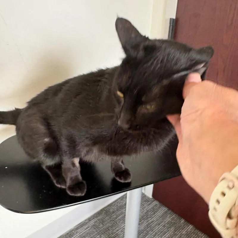 An adult medium-sized female Black Domestic Short Hair cat named Pangea for adoption in St. Paul, MN