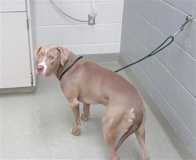An adult large-sized male Boxer dog named Barack for adoption in Omaha, NE
