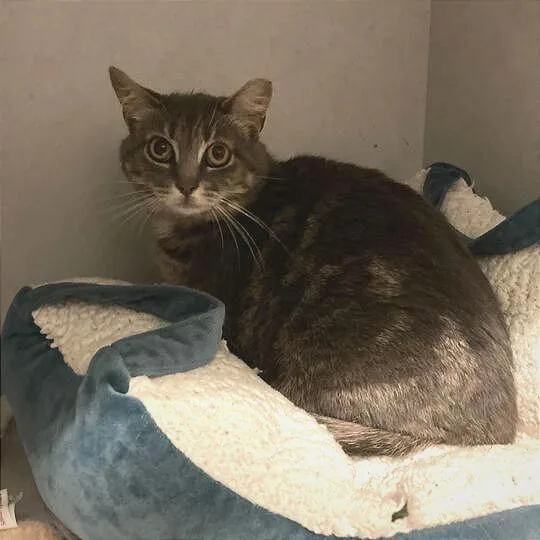 An adult medium-sized female Gray / Blue / Silver Domestic Short Hair cat named Sparrow for adoption in Dayton, OH