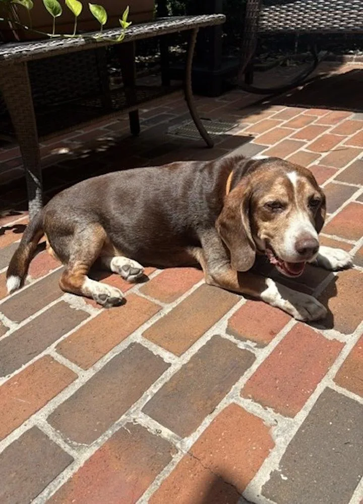 A senior medium-sized male Tricolor (Brown, Black, & White) Beagle dog named Bagel for adoption in Tomball, TX