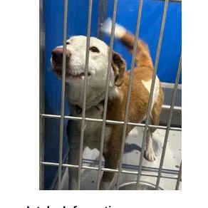 A young large-sized male Yellow / Tan / Blond / Fawn Border Collie dog named Luke for adoption in Franklin, NC