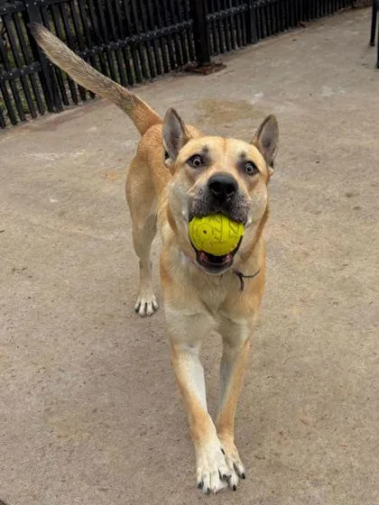 A young large-sized male Shepherd dog named Orville for adoption in Knoxville, TN