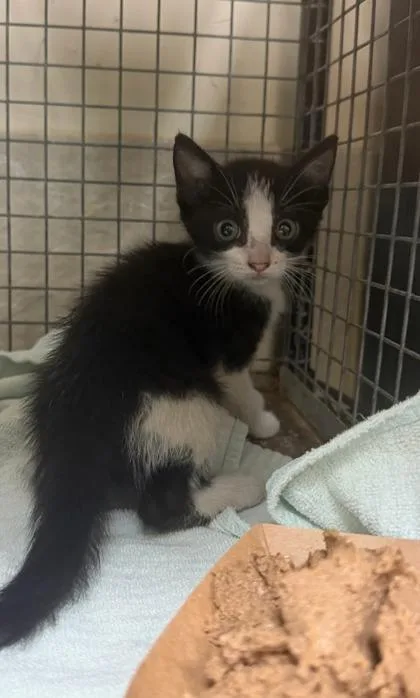 A baby small-sized female Domestic Long Hair cat named Bugsy for adoption in Honolulu, HI