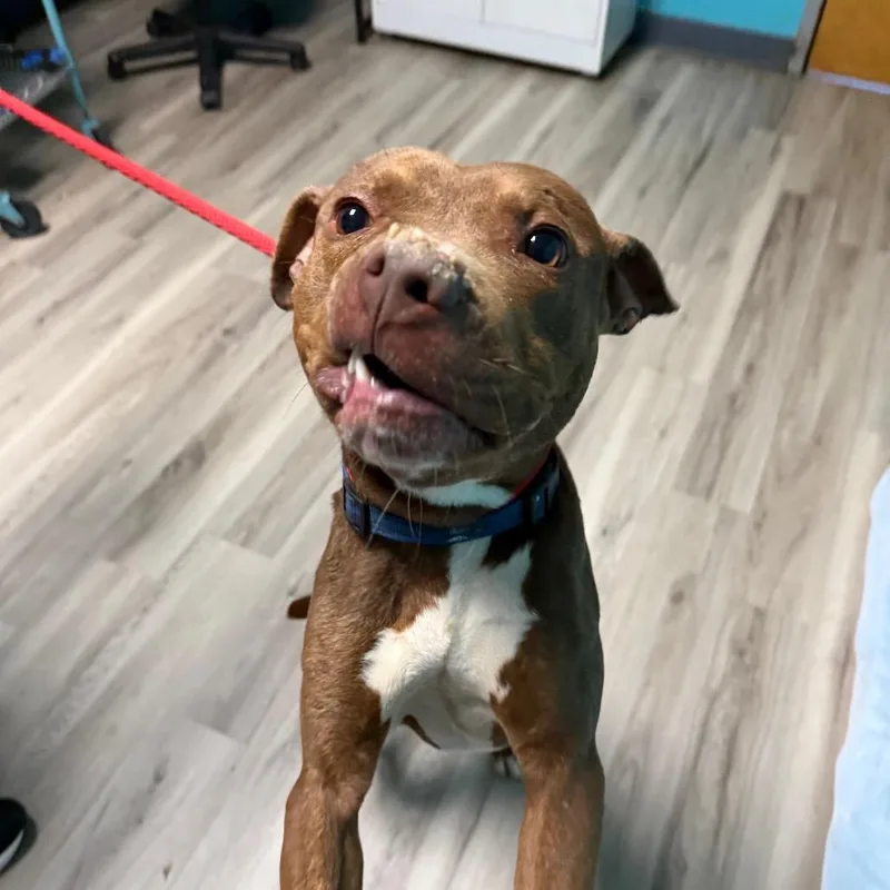 An adult medium-sized male Brown / Chocolate Pit Bull Terrier dog named King  Mufasa for adoption in St. Louis, MO