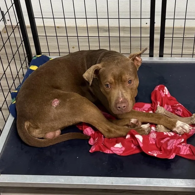 King  Mufasa thumbnail 2