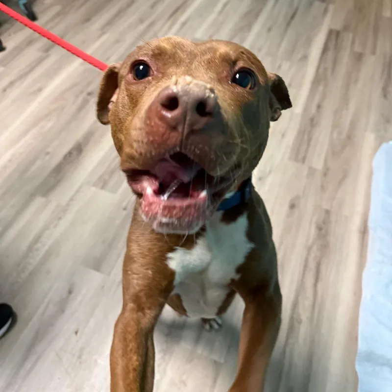 King  Mufasa thumbnail 3