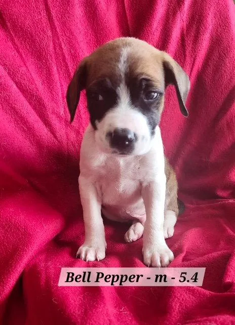A baby medium-sized male Boxer dog named Bell Pepper for adoption in Hillside, IL