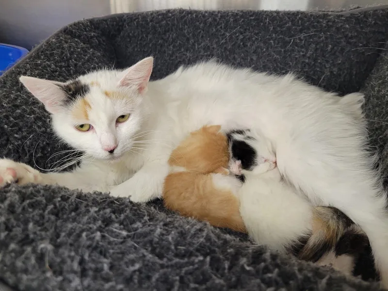 A young medium-sized female White Domestic Short Hair cat named Nabisco for adoption in North Haledon, NJ