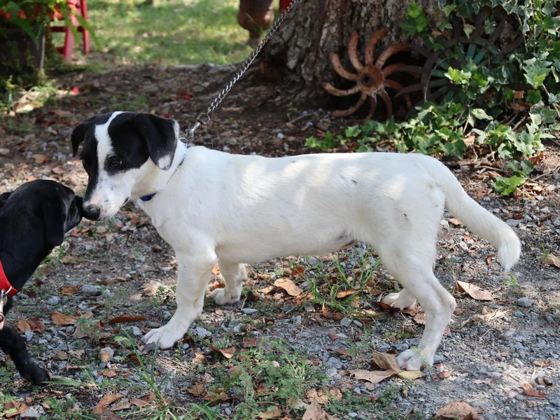 A baby medium-sized female Dachshund dog named Petra for adoption in Humboldt, TN