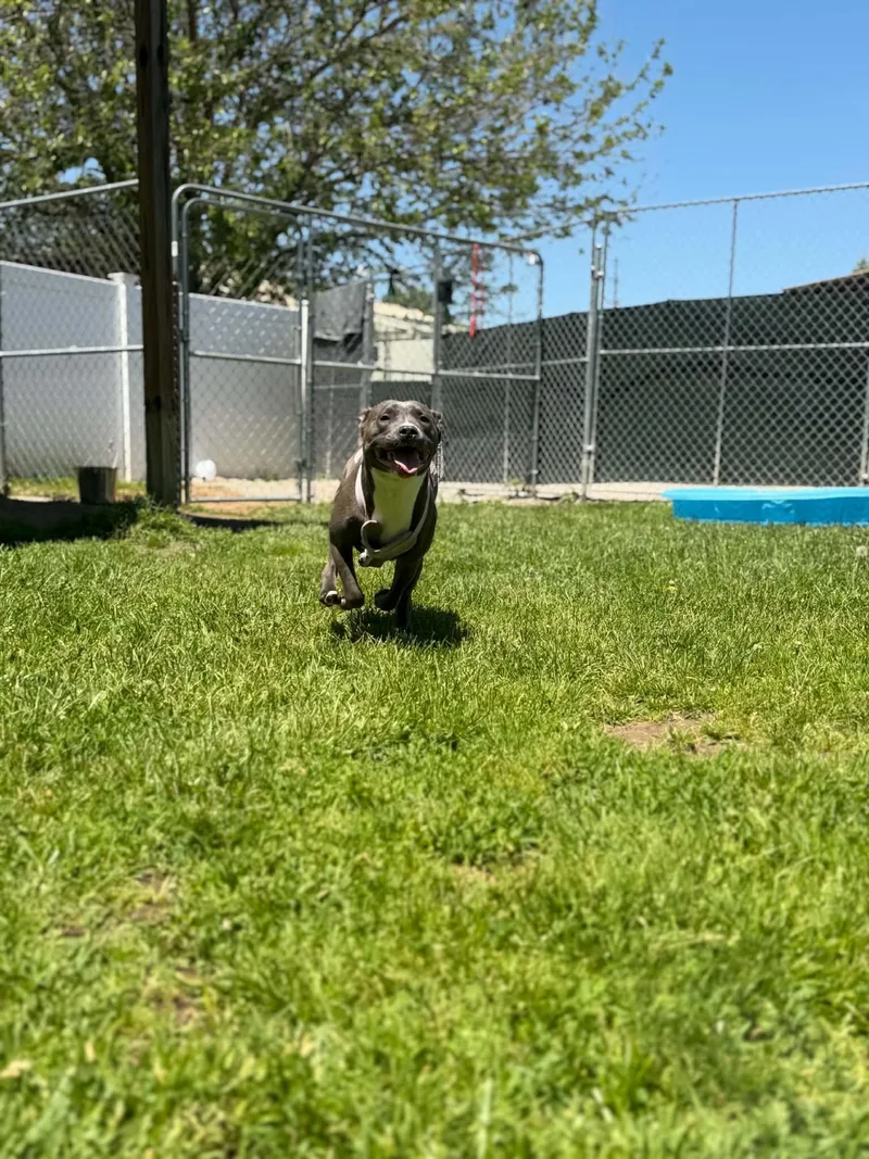 An adult medium-sized female Mixed Breed dog named Peggy for adoption in Belleville, MI