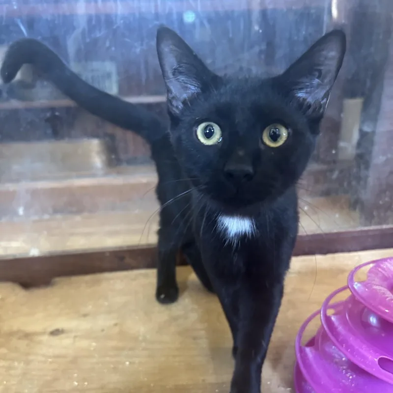 A baby large-sized male Domestic Short Hair cat named Bartleby for adoption in Springdale, AR