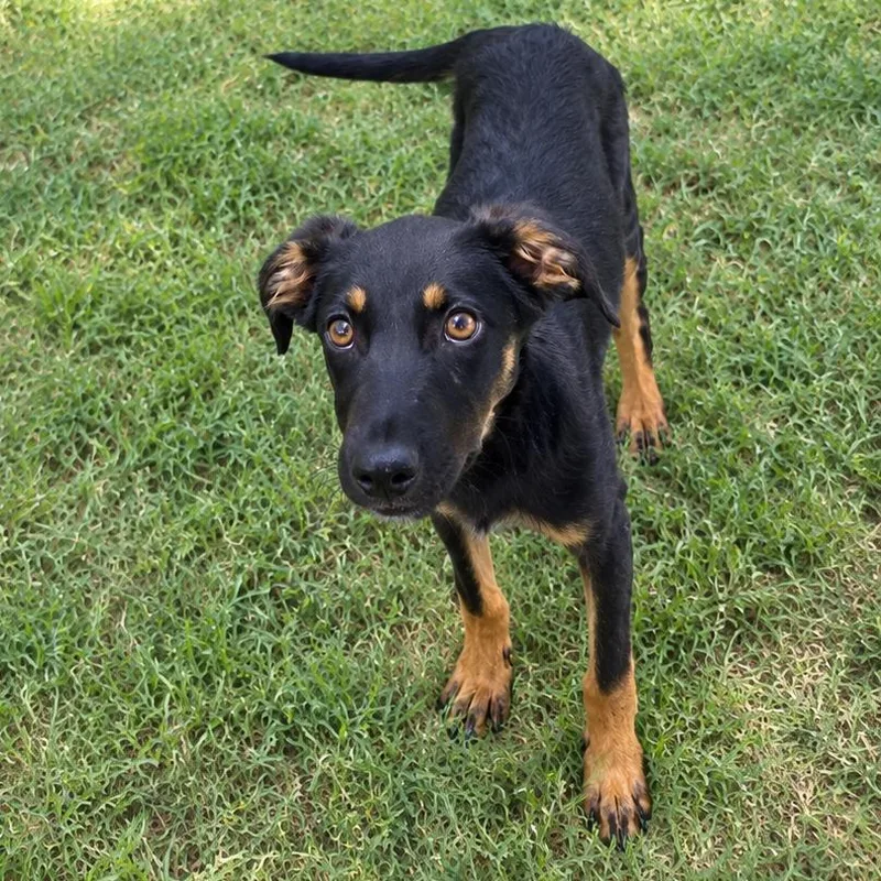 A baby medium-sized female Retriever dog named Lily for adoption in Guntersville, AL
