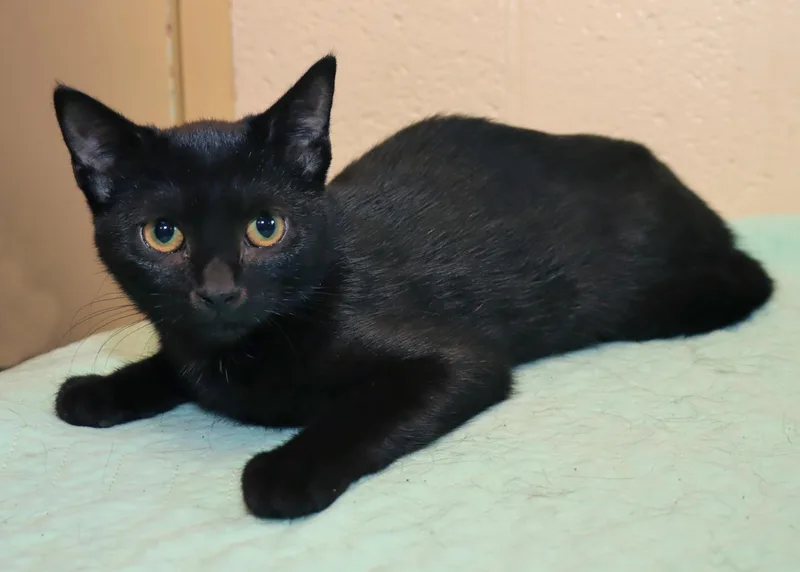 A baby medium-sized female Domestic Short Hair cat named Violet for adoption in Euclid, OH