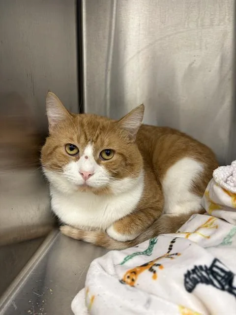 An adult large-sized male Domestic Short Hair cat named Todd for adoption in Indianapolis, IN
