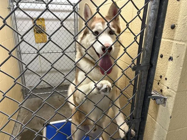 An adult large-sized male Husky dog named Malakai for adoption in Fairfield, CA